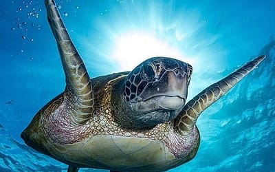 2020/2021 Bundaberg Turtle Season